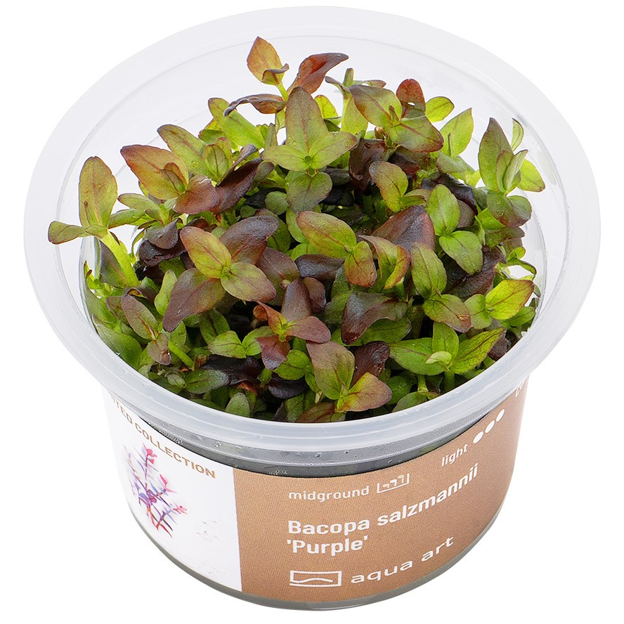 Bacopa Salzmannii "Purple"  - Roślina do akwarium - kubek 6cm