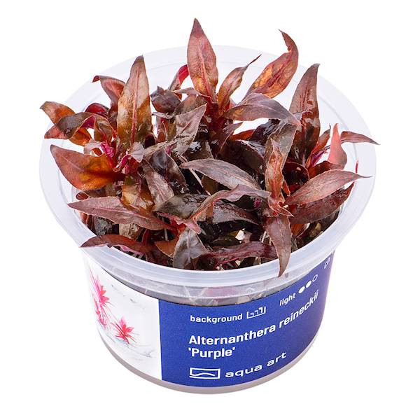 Alternanthera Reineckii Purple - Roślina do akwarium - kubek 6cm