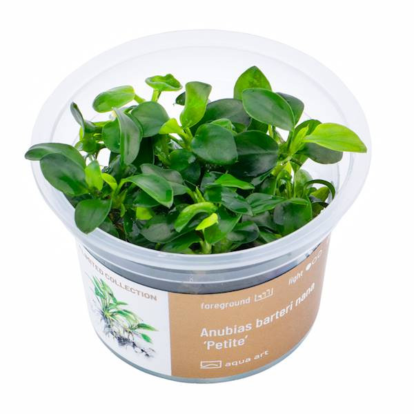 Anubias Barteri Nana ’Petite’  - Roślina do akwarium - kubek 6cm
