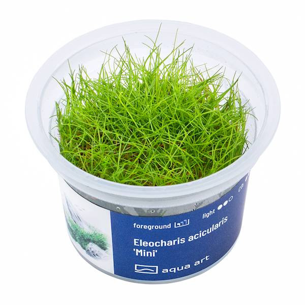 Eleocharis Acicularis Mini - Roślina do akwarium - kubek 6cm
