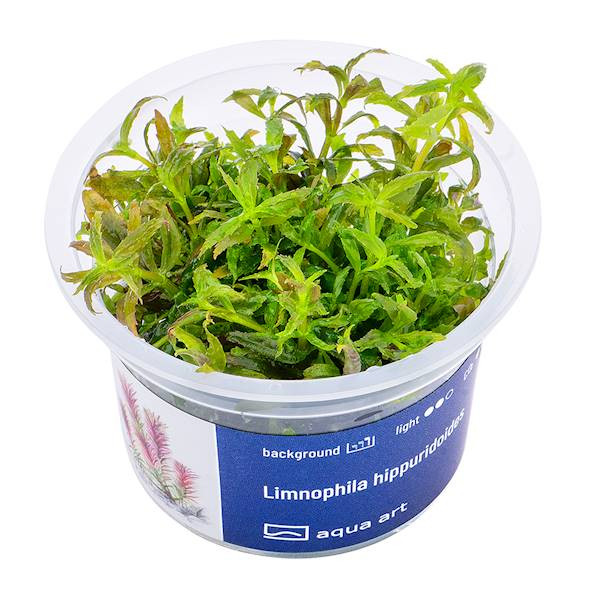 Limnophila Hippuroides - Roślina do akwarium - kubek 6cm
