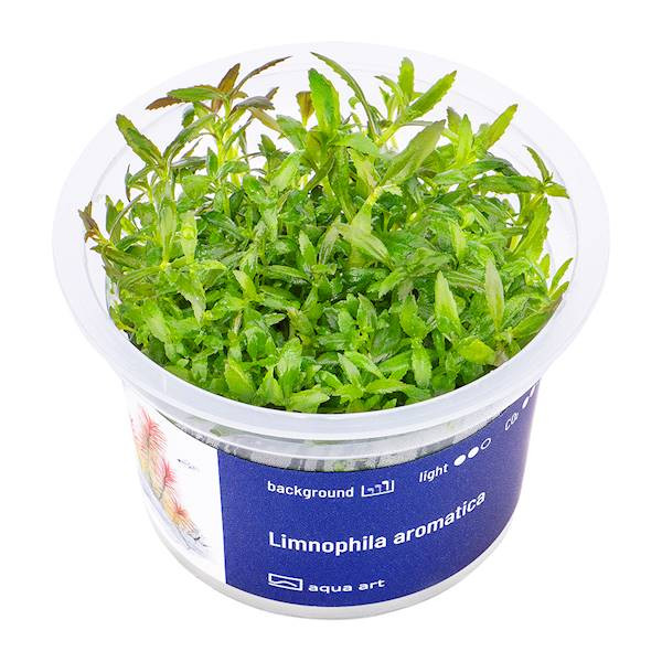 Limnophila Aromatica - Roślina do akwarium - kubek 6cm