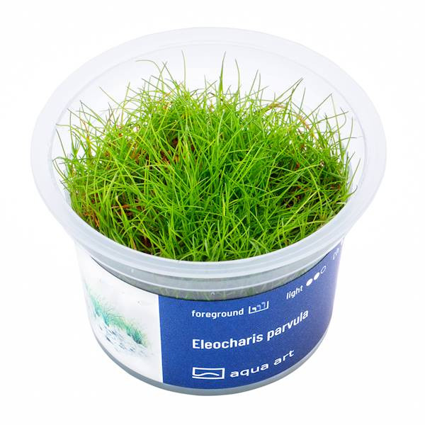 Eleocharis Parvula - Roślina do akwarium - kubek 6cm
