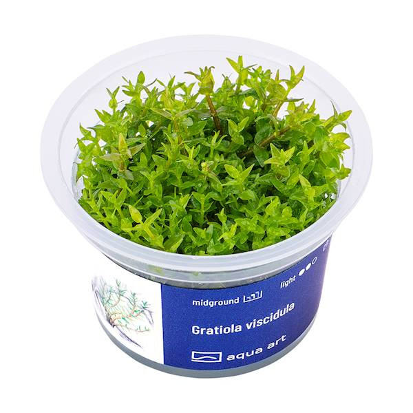 Gratiola Viscidula - Roślina do akwarium - kubek 6cm