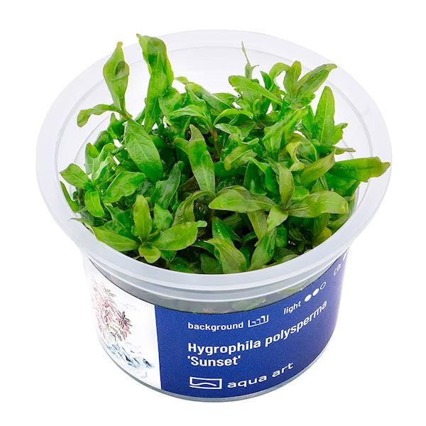 Hygrophila Polysperma Sunset - Roślina do akwarium - kubek 6cm