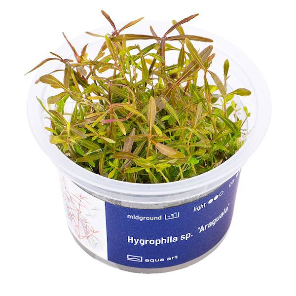 Hygrophila sp. Araguaia - Roślina do akwarium - kubek 6cm