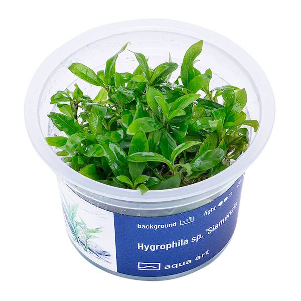 Hygrophila sp. Siamensis - Roślina do akwarium - kubek 6cm
