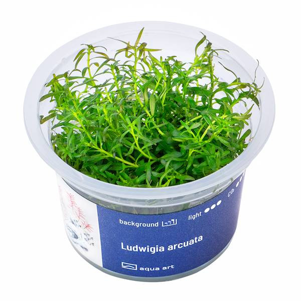 Ludwigia Arcuata - Roślina do akwarium - kubek 6cm