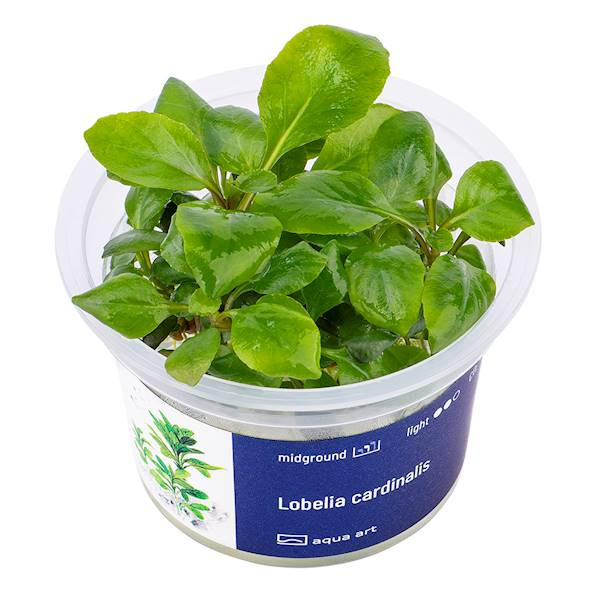Lobelia Cardinalis - Roślina do akwarium - kubek 6cm