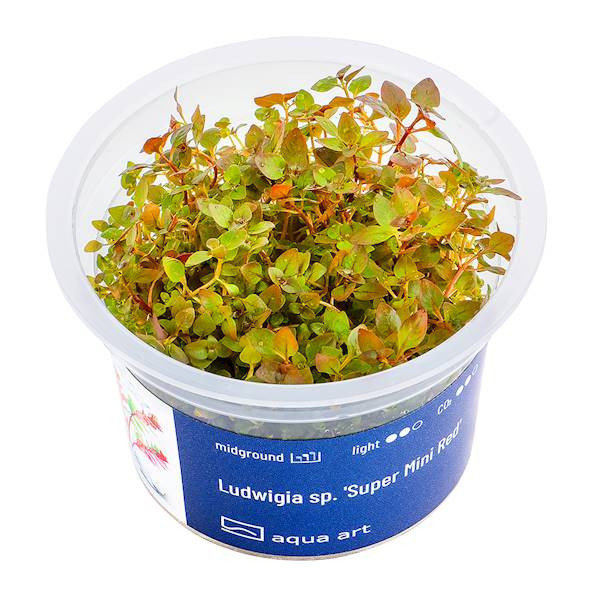 Ludwigia sp. Super Mini Red - Roślina do akwarium - kubek 6cm