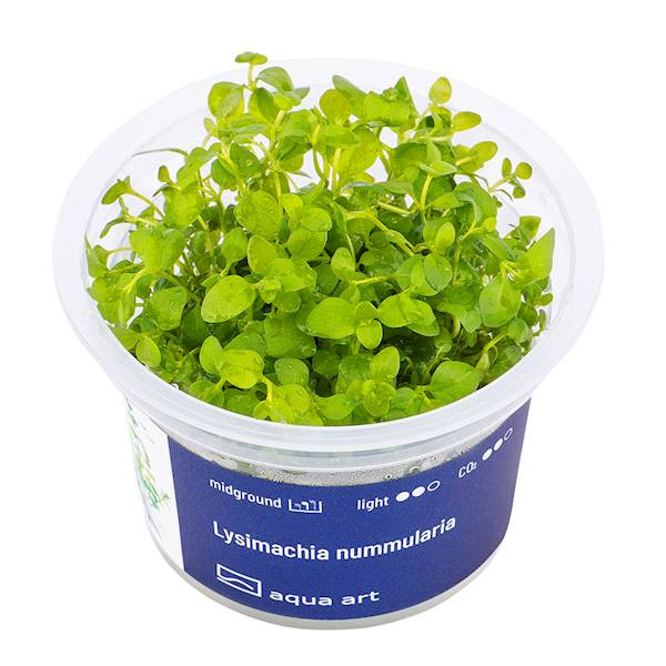 Lysimachia Nummularia - Roślina do akwarium - kubek 6cm