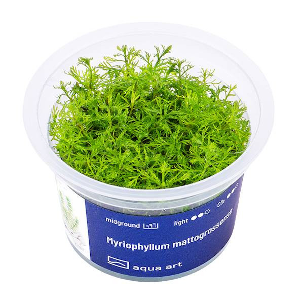 Myriophyllum Mattogrossense - Roślina do akwarium - kubek 6cm