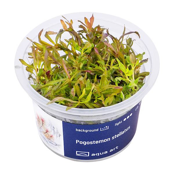Pogostemon Stellatus - Roślina do akwarium - kubek 6cm
