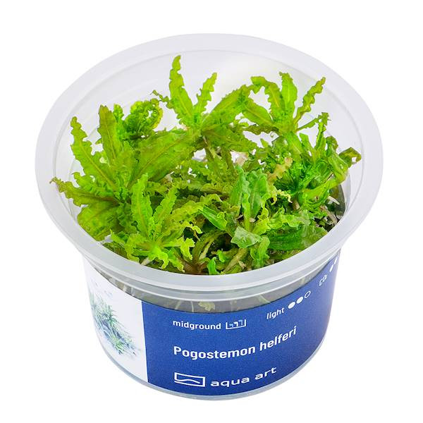 Pogostemon Helferi - Roślina do akwarium - kubek 6cm