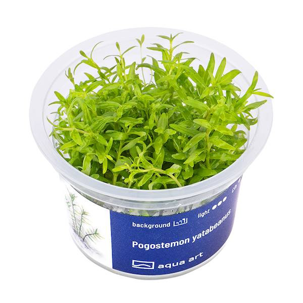 Pogostemon Yatabeanus - Roślina do akwarium - kubek 6cm