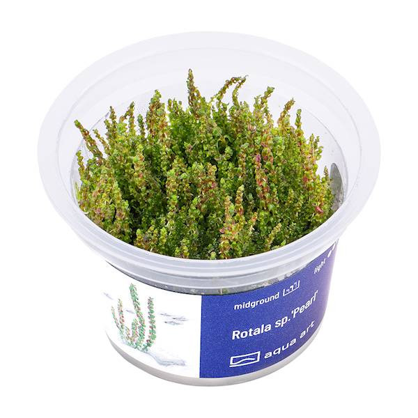 Rotala sp. Pearl - Roślina do akwarium - kubek 6cm