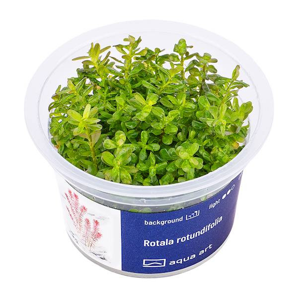 Rotala Rotundifolia - Roślina do akwarium - kubek 6cm