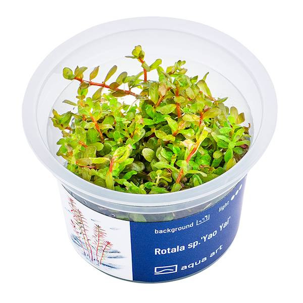 Rotala sp. 'Yao Yai'  - Roślina do akwarium - kubek 6cm