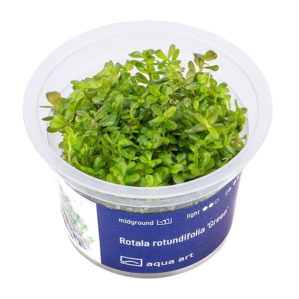 Rotala Rotundifolia Green - Roślina do akwarium - kubek 6cm