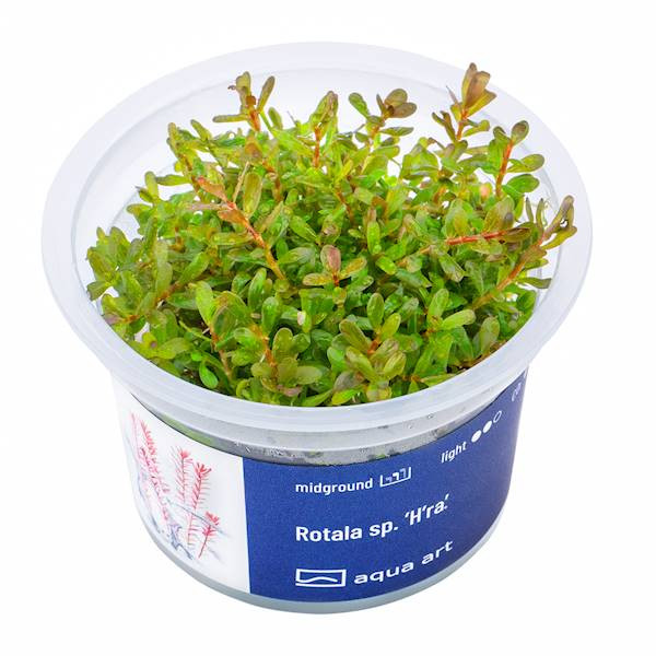Rotala sp. ’H’ra’  - Roślina do akwarium - kubek 6cm