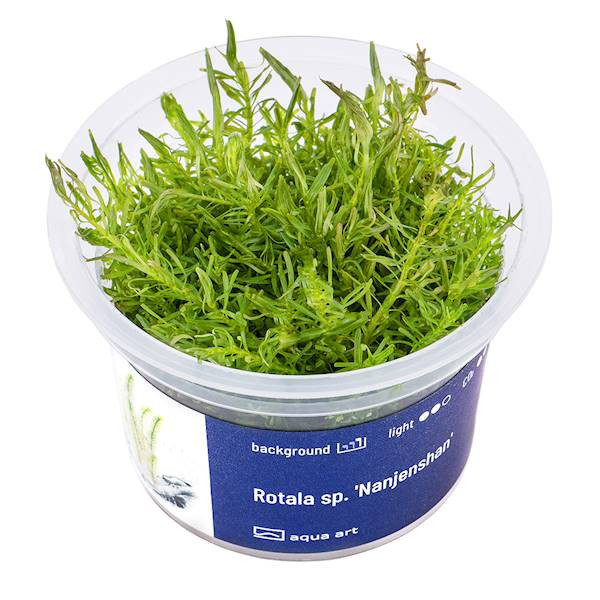 Rotala sp. Nanjenshan - Roślina do akwarium - kubek 6cm