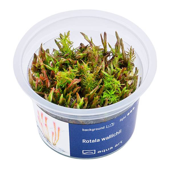 Rotala Wallichii - Roślina do akwarium - kubek 6cm