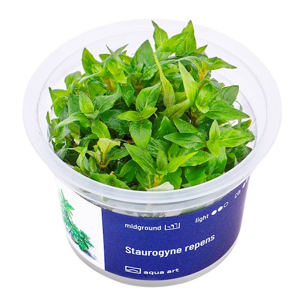 Staurogyne Repens - Roślina do akwarium - kubek 6cm