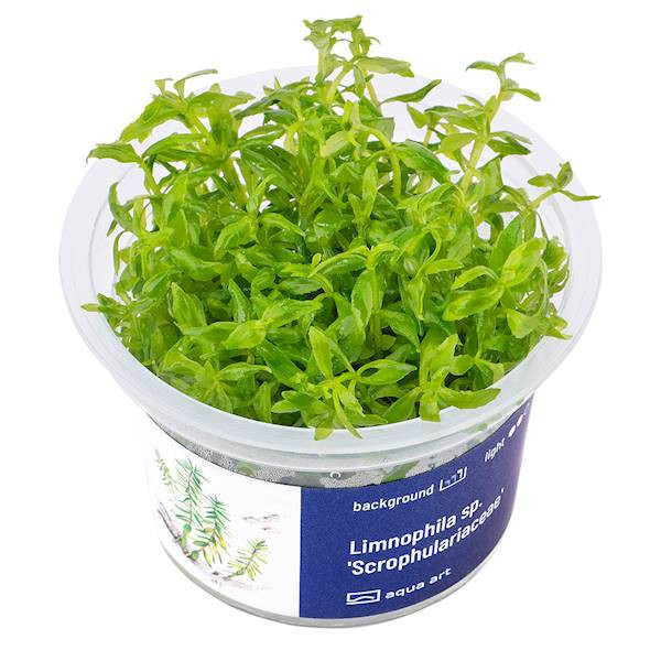 Limnophila sp. 'Scrophulariaceae'  - Roślina do akwarium - kubek 6cm
