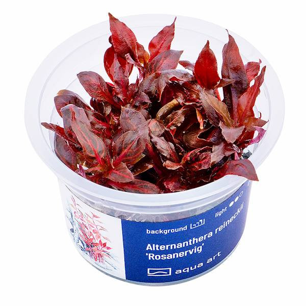 Alternanthera Reineckii Rosanervig - Roślina do akwarium - kubek 6cm