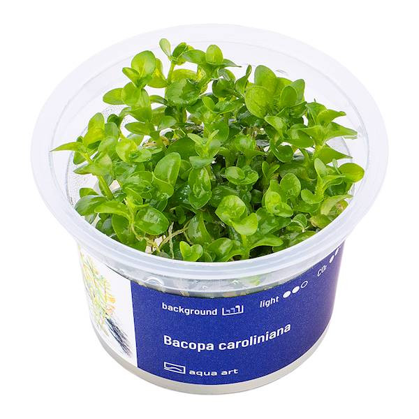 Bacopa Caroliniana - Roślina do akwarium - kubek 6cm