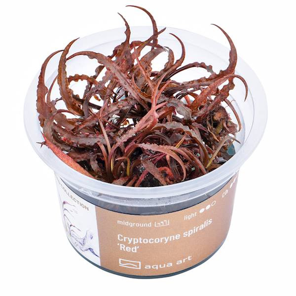 Cryptocoryne Spiralis 'Red'  - Roślina do akwarium - kubek 6cm