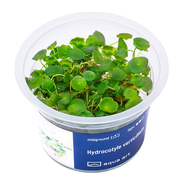 Hydrocotyle Verticillata  - Roślina do akwarium - kubek 6cm