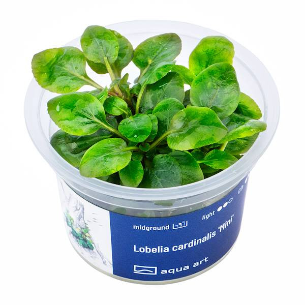 Lobelia Cardinalis 'Mini' - Roślina do akwarium - kubek 6cm