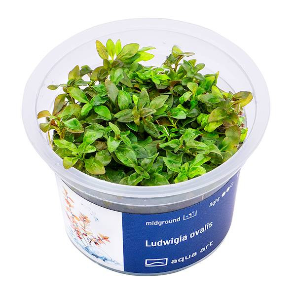 Ludwigia Ovalis - Roślina do akwarium - kubek 6cm