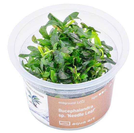 Bucephalandra sp. "Needle Leaf "- Roślina do akwarium - kubek 6cm