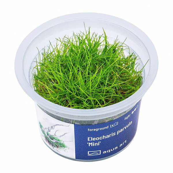 Eleocharis Parvula 'Mini' - Roślina do akwarium - kubek 6cm