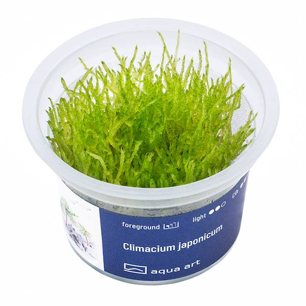 Climacium Japonicum - Roślina do akwarium - kubek 6cm