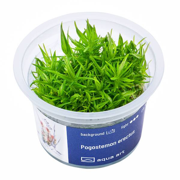 Pogostemon Erectus - Roślina do akwarium - kubek 6cm