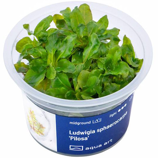 Ludwigia Sphaerocarpa Pilosa - Roślina do akwarium - kubek 6cm