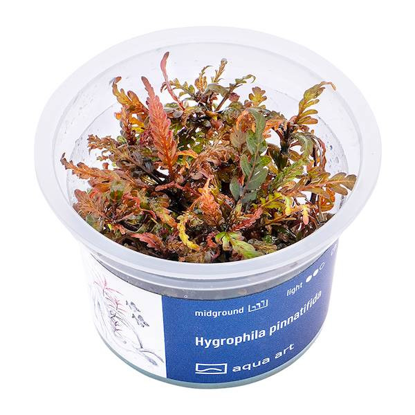 Hygrophila Pinnatifida  - Roślina do akwarium - kubek 6cm