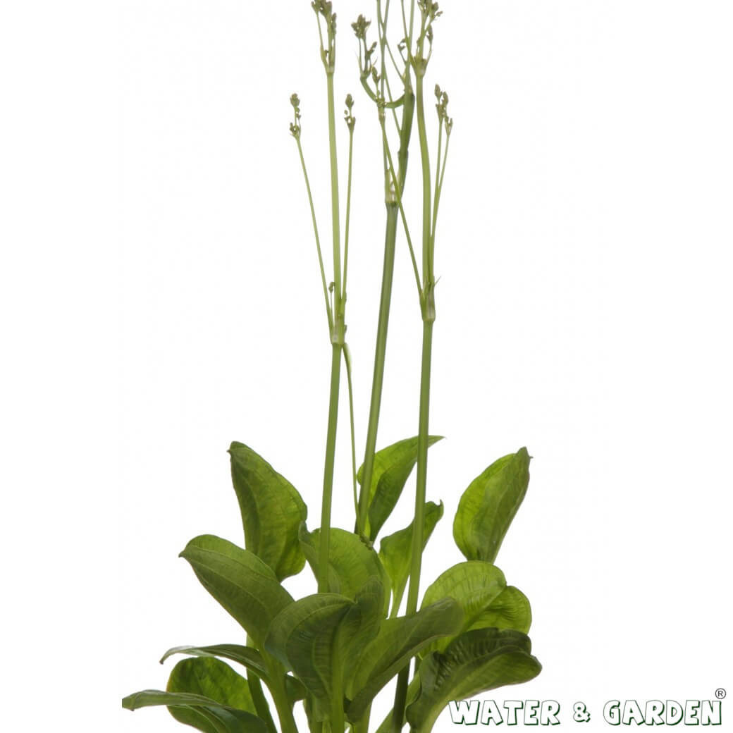 Żabieniec babka drobnokwiatowa - Roślina do oczka wodnego -  Alisma Parviflora