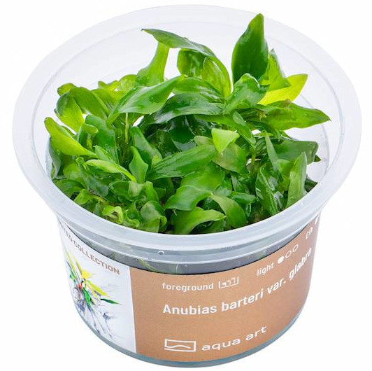 Anubias Barteri Ver. Glabra  - Roślina do akwarium - kubek 6cm