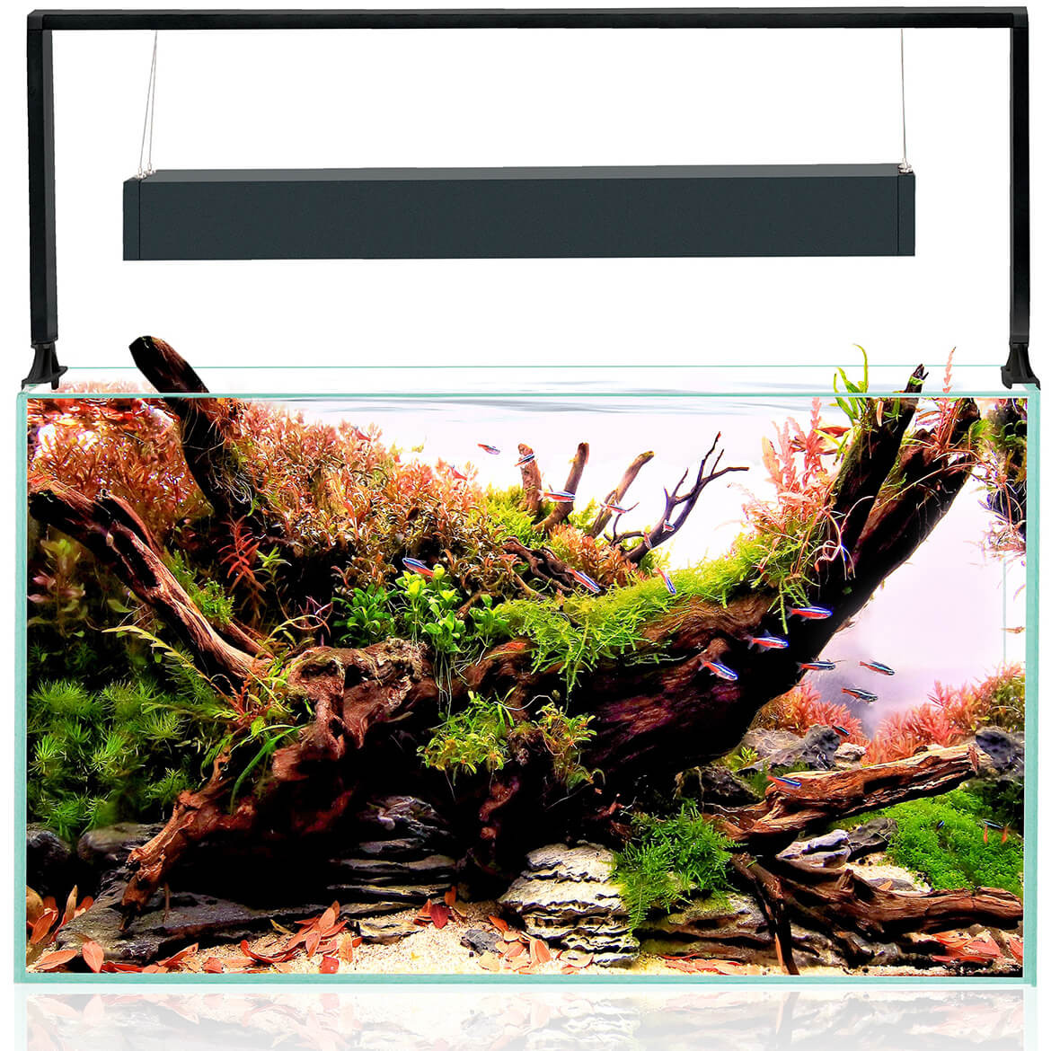 Aquael Ultrascape 60 Forest Akwarium zestaw LED D&N + gratisy