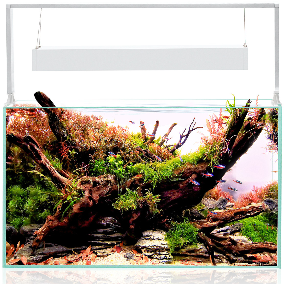 Aquael Ultrascape 60 Snow Akwarium zestaw LED 3x10W + gratisy