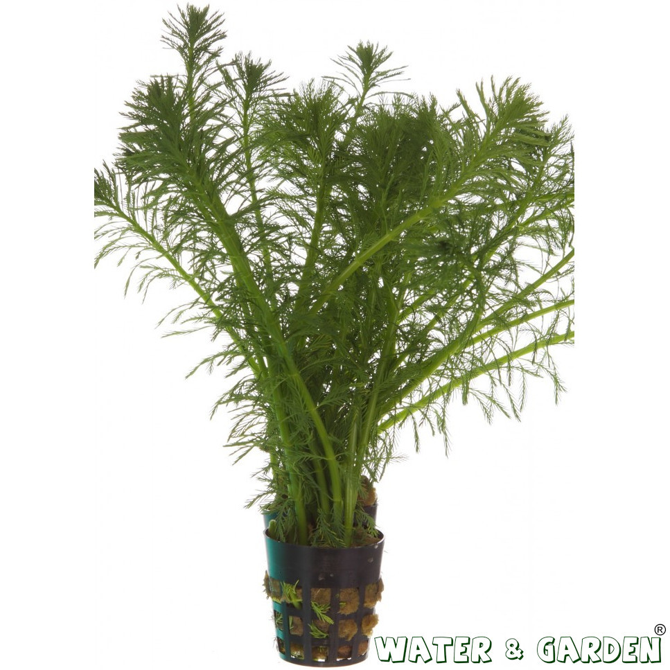 Wywłócznik kłosowy - Roślina do oczka wodnego - Myriophyllum Spicatum