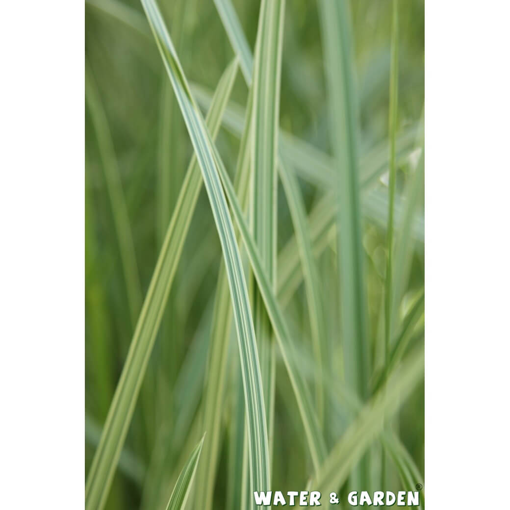 Manna mielec - Roślina do oczka wodnego - Gliceria Maxima 'Variegata'