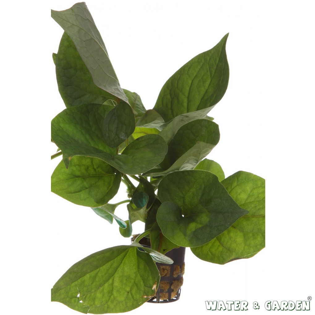 Pstrolistka sercowata - Roślina do oczka wodnego - Houttuynia Cordata