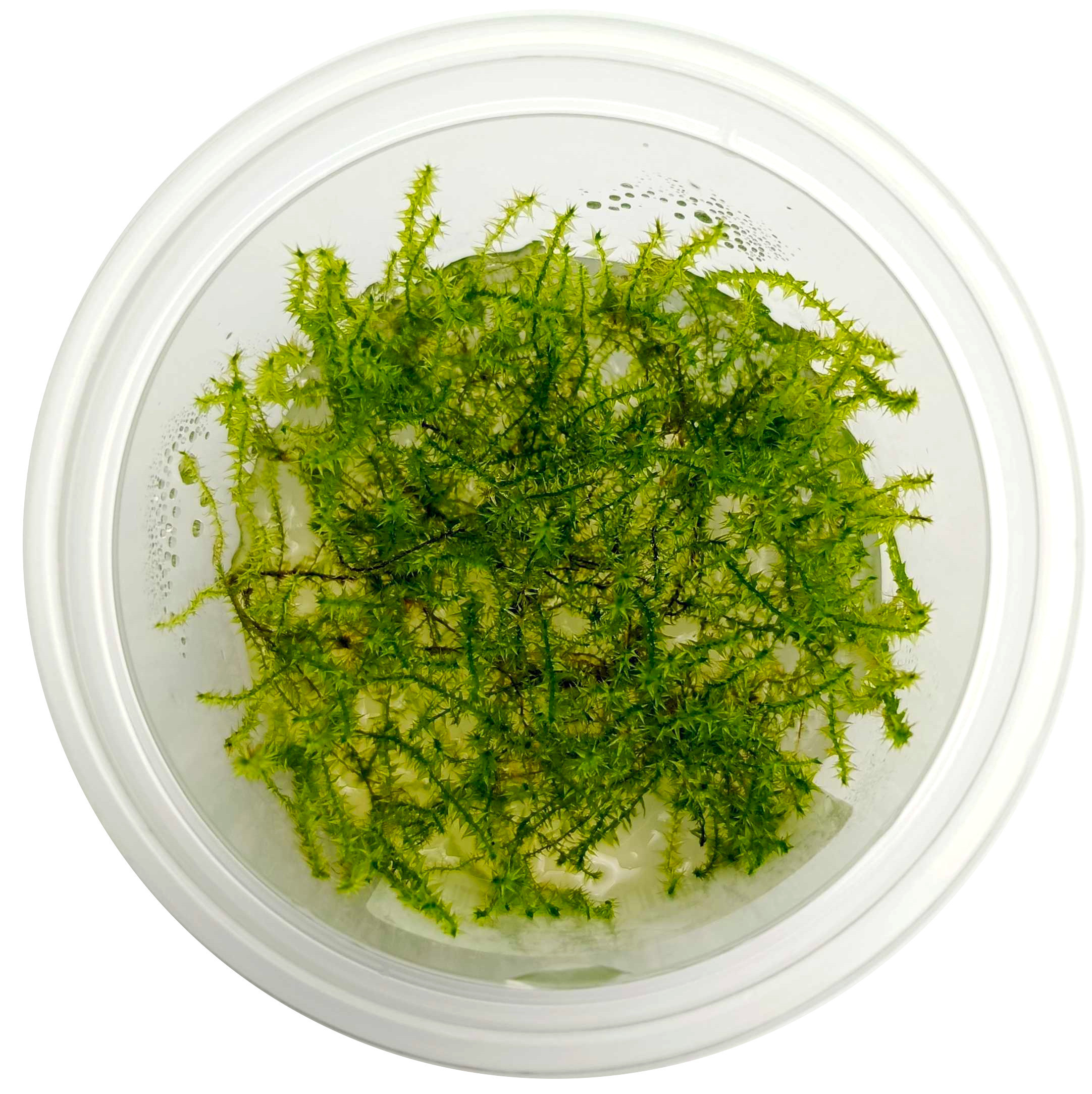 Mech Stringy Moss - Roślina do akwarium - kubek 6cm