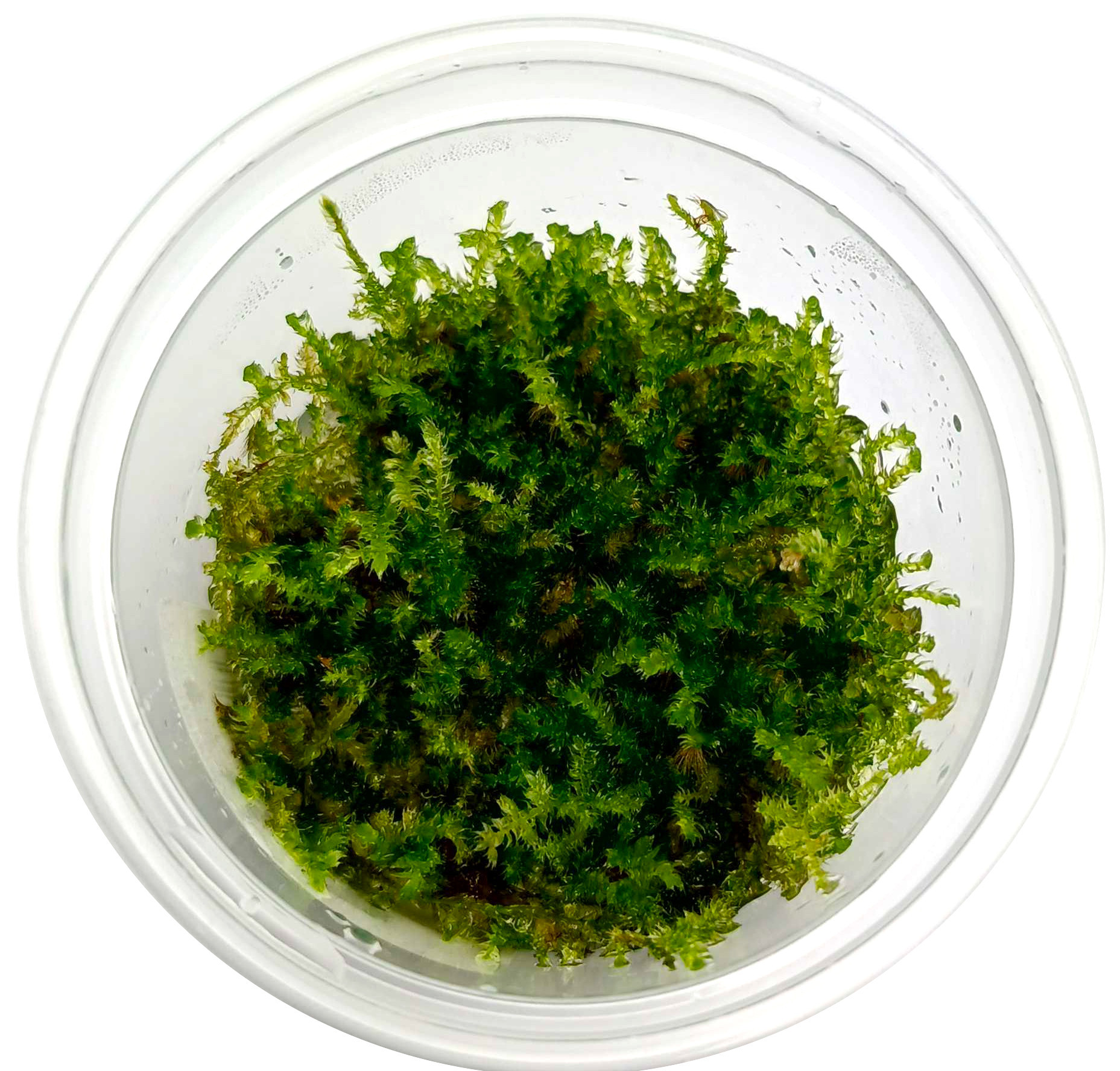 Mech Christmas Moss - Roślina do akwarium - kubek 6cm
