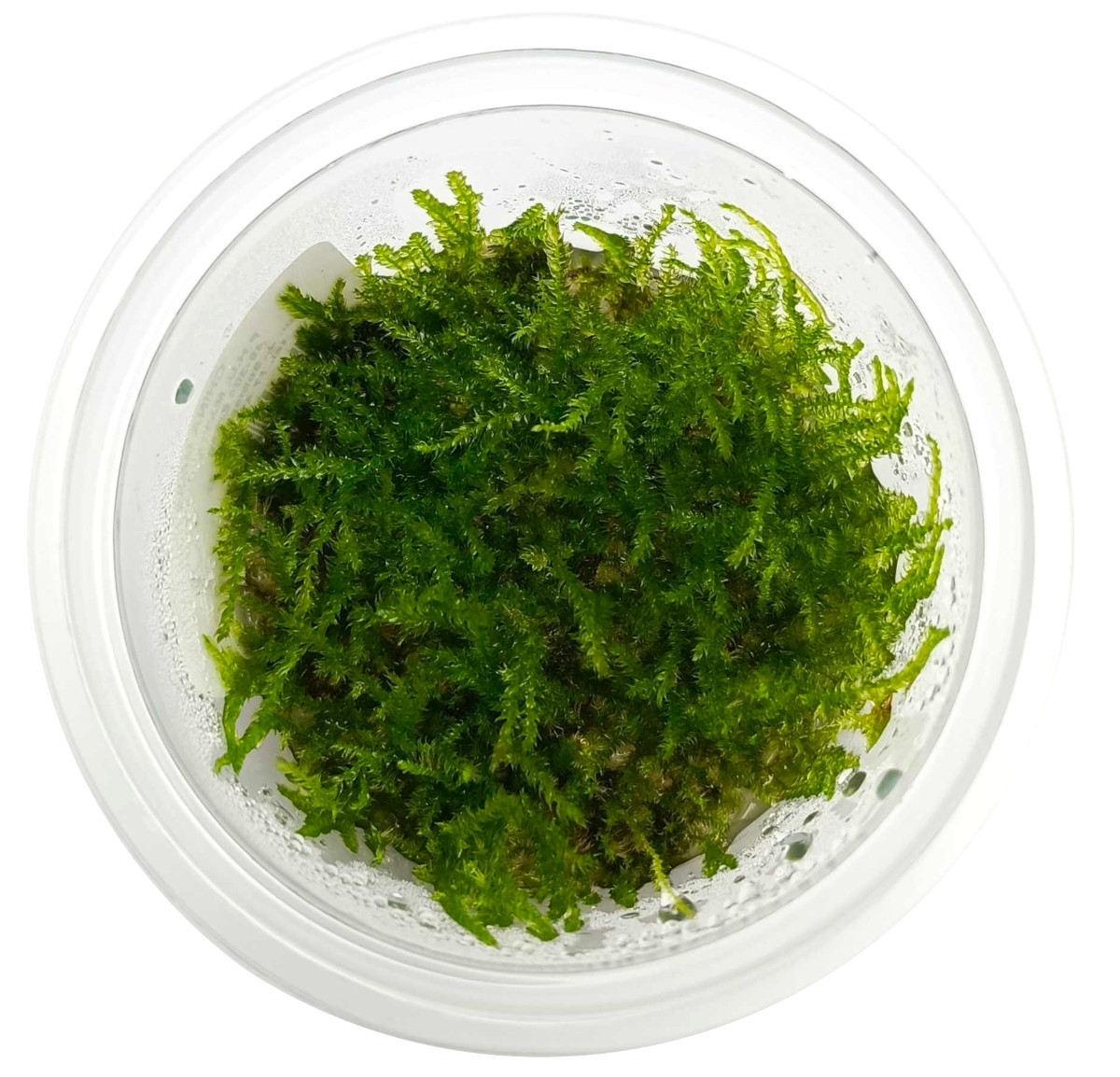 Mech China Moss - Roślina do akwarium - kubek 6cm